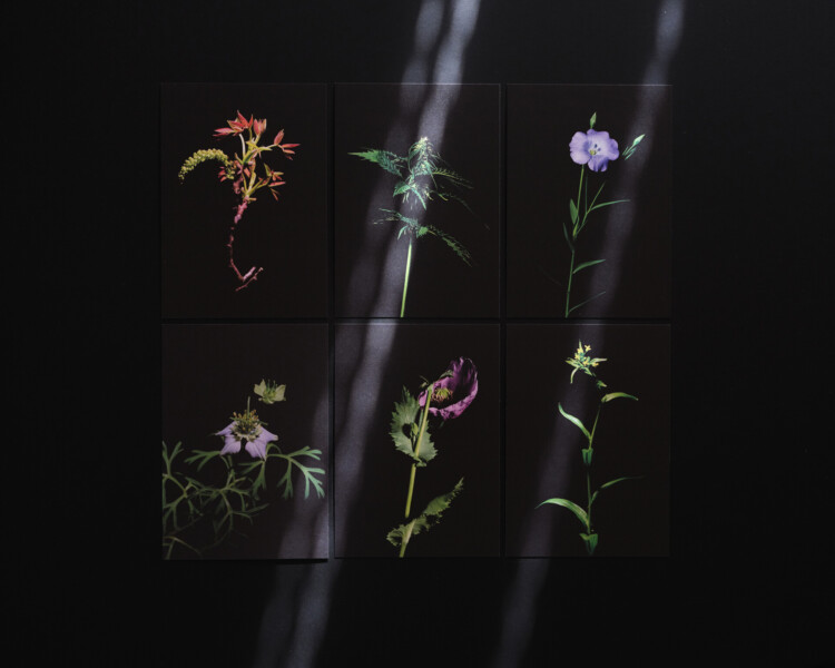 Fotografie Blüten für 27grad Rohkostöle